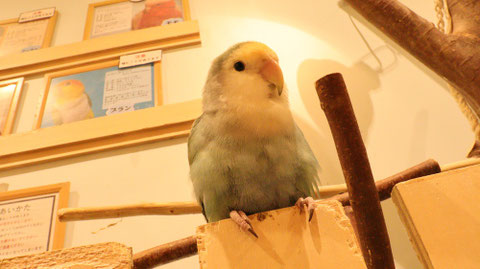小動物、鳥、インコ、セキセイインコ、動物の写真フリー素材　Pictures of small animals, birds, parakeets, budgerigars, animals Free material