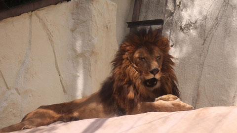 ライオン、猫科、動物園、動物の写真フリー素材 Lion, feline, zoo, animal photo free material