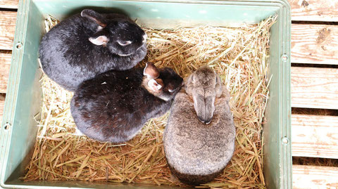 牧場、家畜、ウサギ、うさぎ、兎、動物の写真フリー素材　Ranch, livestock, rabbit, rabbit, rabbit, animal photo free material