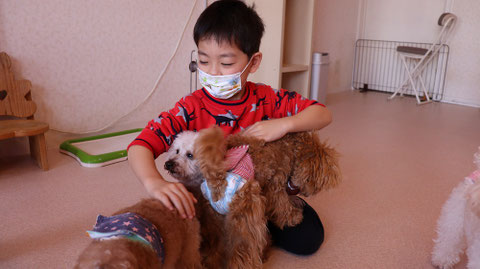 小型犬、トイプードル、犬、室内犬、動物の写真フリー素材 Small dogs, toy poodles, dogs, indoor dogs, animals photos free material