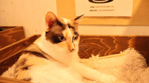 猫、ネコ、ねこ、雑種、ペット、動物の写真フリー素材 Cat, hybrid, pet, animal photo free material