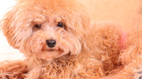 小型犬、トイプードル、犬、室内犬、動物の写真フリー素材　Small dogs, toy poodles, dogs, indoor dogs, animals photos free material