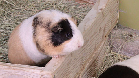 モルモット、ペット、哺乳類、動物園、動物の写真フリー素材　Guinea pigs, pets, mammals, zoos, animals photos free material