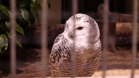ふくろう、シロフクロウ、鳥、動物園、動物の写真フリー素材　Owls, Snowy Owls, Birds, Zoos, Animals Photos Free Material