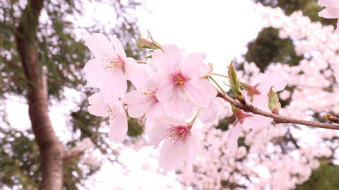 七分咲きの桜の素材　Material of three-quarter blooming cherry blossoms