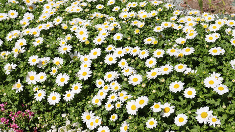 野草の写真フリー素材　Wildflowers Photos Free Material