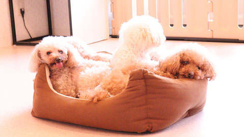 小型犬、トイプードル、犬、室内犬、動物の写真フリー素材　Small dogs, toy poodles, dogs, indoor dogs, animals photos free material