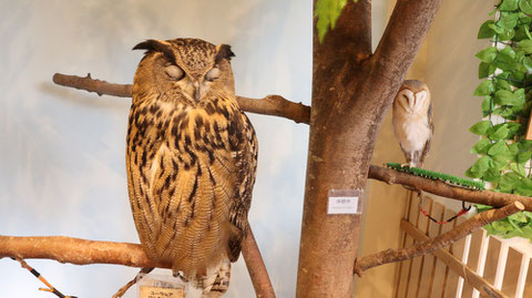 メンフクロウ、ベンガルワシミミズク、ふくろう、梟、フクロウ、ミミズク、鳥、動物の写真フリー素材　Barn Owl, Bengal Eagle Owl, Indian Eagle, Bird, Animal Photos Free Material