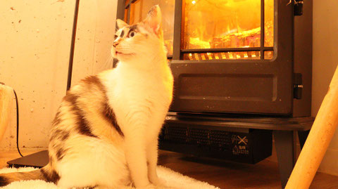 猫、ネコ、ねこ、雑種、ペット、動物の写真フリー素材　Cat, hybrid, pet, animal photo free material