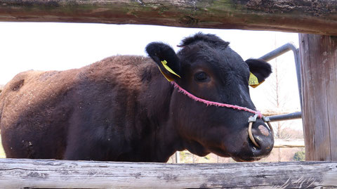 牧場、家畜、牛、乳牛、動物の写真フリー素材　Ranch, livestock, cow, dairy cow, animal photo free material