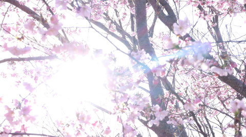 桜の隙間から太陽、木漏れ日の写真フリー素材 Photo-free material of the sun and sunlight through the gaps in the cherry blossoms
