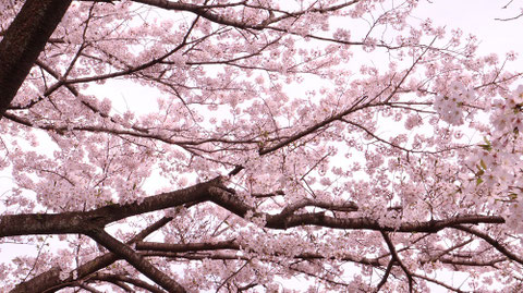 桃色の桜の写真フリー素材　Pink cherry blossoms photo free material