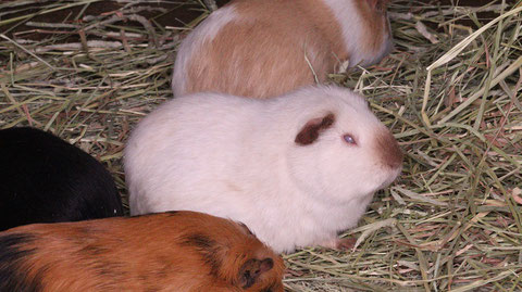 モルモット、ペット、哺乳類、動物園、動物の写真フリー素材　Guinea pigs, pets, mammals, zoos, animals photos free material