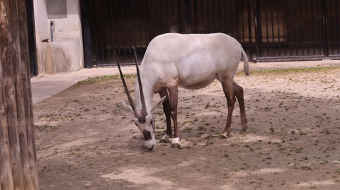 オリックス、アラビアオリックス、哺乳類、動物園、動物の写真フリー素材　Arabian Oryx, Mammals, Zoos, Animals Photos Free Material