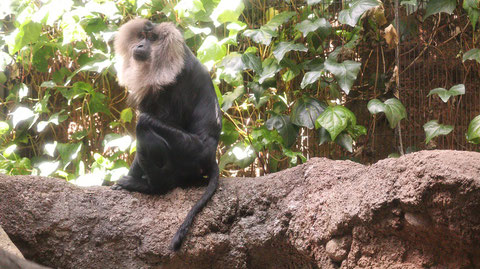 自然、猿、動物園、シシオザル、動物の写真フリー素材　Nature, monkey, zoo, lion-tailed macaque, animal photo free material