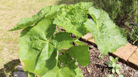 緑色の葉の写真フリー素材　Green leaf photo free material