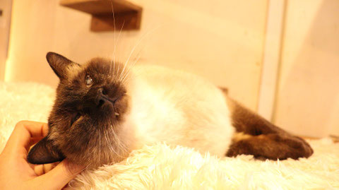 猫、ネコ、ねこ、雑種、ペット、動物の写真フリー素材 Cat, hybrid, pet, animal photo free material