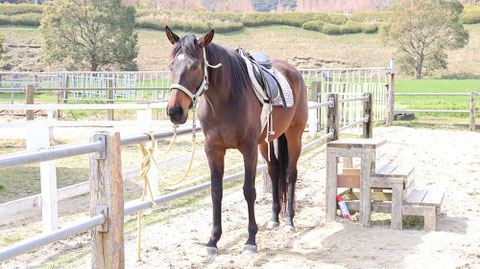 牧場、家畜、馬、ポニー、動物の写真フリー素材　Pictures of ranch, livestock, horse, pony, animal free material