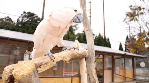 オウムのフリー素材　Parrot free material