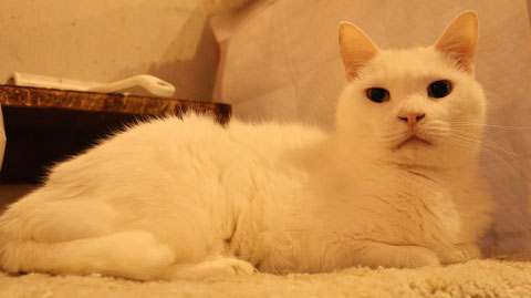 猫、ネコ、ねこ、雑種、ペット、動物の写真フリー素材 Cat, hybrid, pet, animal photo free material