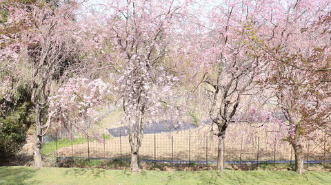 庭の桜の写真フリー素材　Garden cherry blossoms photo free material