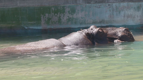 カバ、哺乳類、動物園、動物の写真フリー素材　Hippopotamus, Mammals, Zoos, Animals Photos Free Material