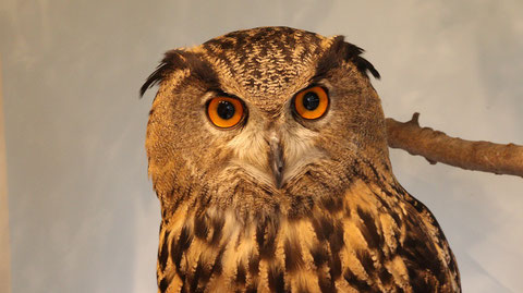 ベンガルワシミミズク、ミミズク、鳥、小動物、動物の写真フリー素材　Bengal Eagle Owl, Indian Eagle Owl, Birds, Small Animals, Animals Photos Free Material