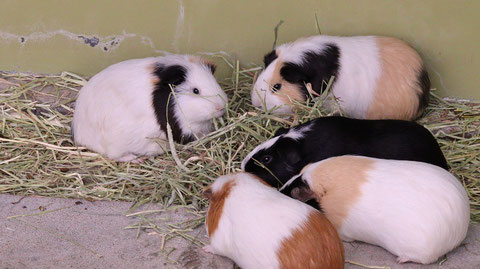 モルモット、ペット、哺乳類、動物園、動物の写真フリー素材　Guinea pigs, pets, mammals, zoos, animals photos free material