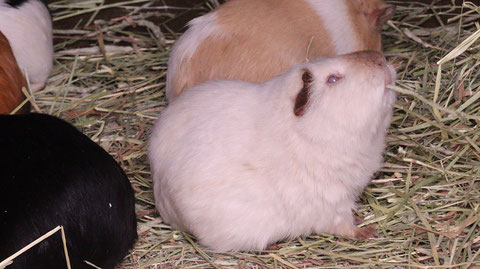 モルモット、ペット、哺乳類、動物園、動物の写真フリー素材　Guinea pigs, pets, mammals, zoos, animals photos free material