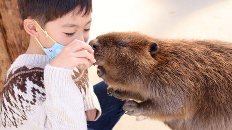 ビーバー動物のフリー素材　beaver Free material