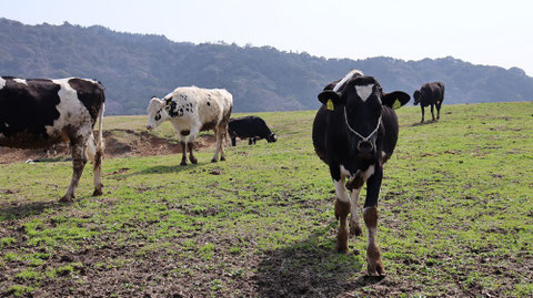 牧場、家畜、牛、乳牛、動物の写真フリー素材 Ranch, livestock, cow, dairy cow, animal photo free material