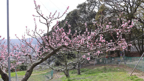 ピンク色の花の写真フリー素材 Pink flower photo free material