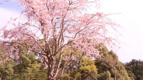 森に咲く桜の写真フリー素材 Photos of cherry blossoms blooming in the forest Free material
