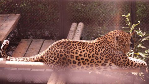 ヒョウ、豹、猫科、動物園、動物の写真フリー素材　Leopard,  feline, zoo, animal photo free material