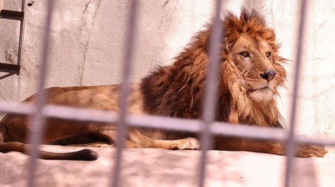 ライオン、猫科、動物園、動物の写真フリー素材 Lion, feline, zoo, animal photo free material