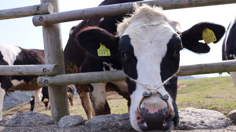 牧場、家畜、牛、乳牛、動物の写真フリー素材　Ranch, livestock, cow, dairy cow, animal photo free material