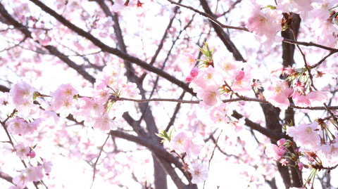 桜の写真フリー素材 Sakura photo free material