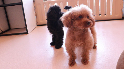 小型犬、トイプードル、犬、室内犬、動物の写真フリー素材 Small dogs, toy poodles, dogs, indoor dogs, animals photos free material