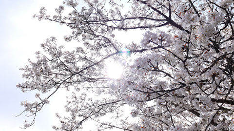 桜の木漏れ日の写真フリー素材　Photo free material of cherry blossom sunbeams