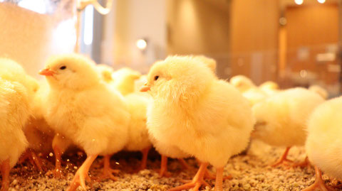 小動物、鳥、ヒヨコ、ひよこ、動物の写真フリー素材 Pictures of small animals, birds, chicks, animals Free material