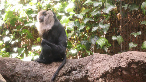 自然、猿、動物園、シシオザル、動物の写真フリー素材　Nature, monkey, zoo, lion-tailed macaque, animal photo free material