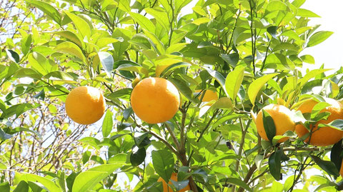 T16 オレンジ農園 2点 食べ物関連 無料画像 Qreon素材ノート