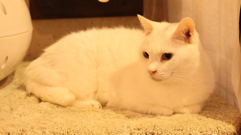 猫、ネコ、ねこ、雑種、ペット、動物の写真フリー素材 Cat, hybrid, pet, animal photo free material