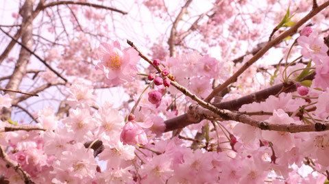 桜のつぼみの写真フリー素材　Cherry buds photo free material