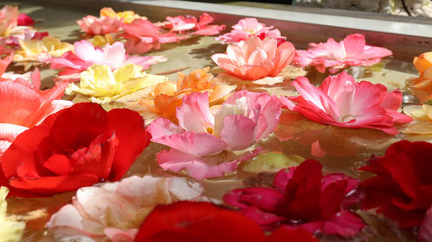 池に浮く赤い花のフリー素材　Free material of red flowers floating in the pond