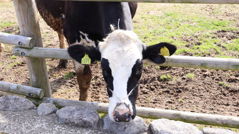 牧場、家畜、牛、乳牛、動物の写真フリー素材 Ranch, livestock, cow, dairy cow, animal photo free material