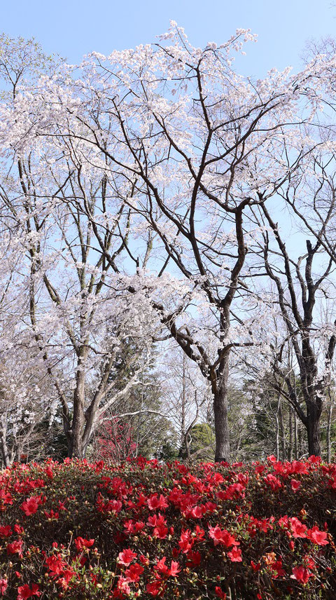 桜の木の写真フリー素材　Cherry tree photo free material