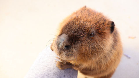 ビーバー動物のフリー素材　beaver Free material