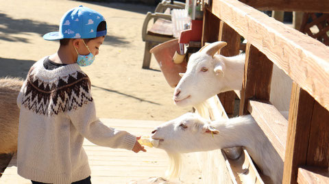 ヤギ動物のフリー素材 Goat Free material