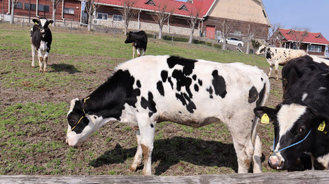 牧場、家畜、牛、乳牛、動物の写真フリー素材　Ranch, livestock, cow, dairy cow, animal photo free material